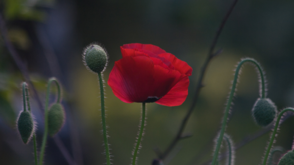 Baume du tigre plantes respiratoires coquelicot papaver rhoeas