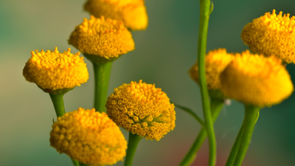 Blossom fleurs de tanaisie jaune Tanacetum Vulgare