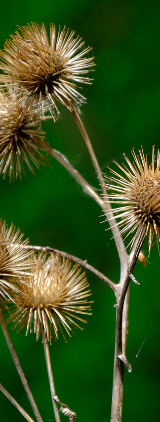 Bardane Arctium lappa Plante medicinale Soin de la peau