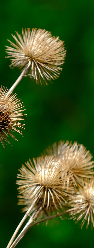 Bardane Arctium lappa Plante medicinale Soin de la peau