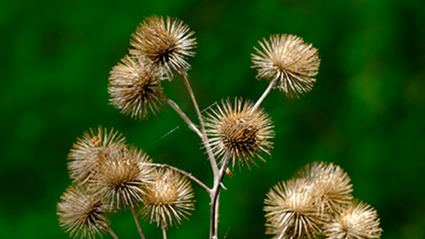 Bardane Arctium lappa Plante medicinale