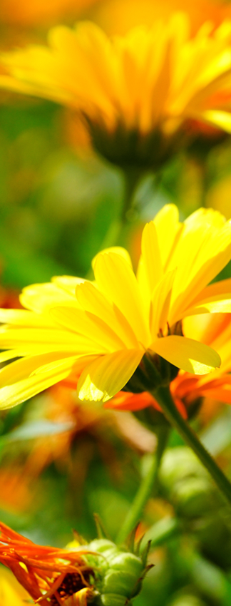 Blossom baume de Fleurs de souci, calendula officinalis