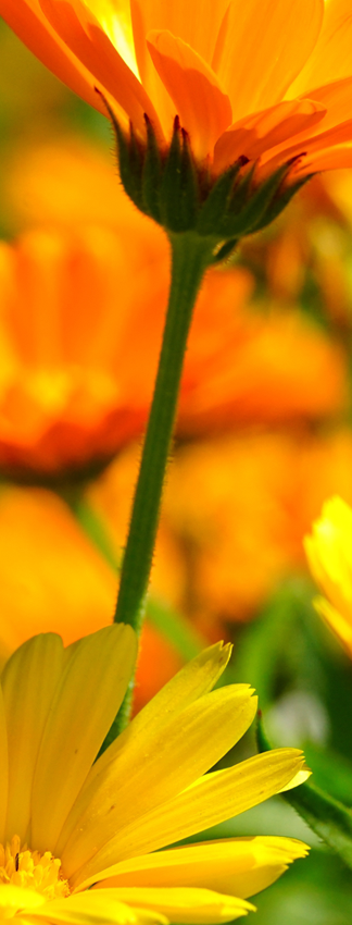 Blossom baume de Fleurs de souci, calendula officinalis
