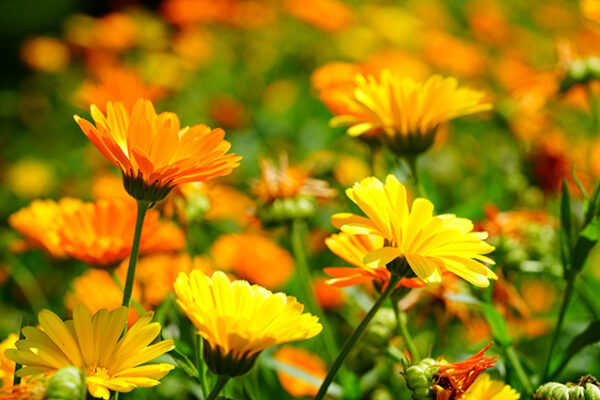 Blossom baume de Fleurs de souci, calendula officinalis