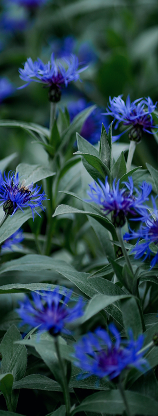 blossom-Fleurs-de-bleuet-Centaurea-cyanus