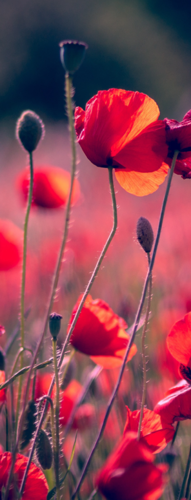 Blossom baume du tigre plantes respiratoires coquelicot papaver rhoeas