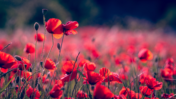 Baume du tigre plantes respiratoires coquelicot papaver rhoeas