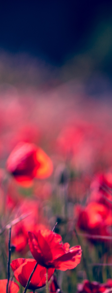 Baume du tigre plantes respiratoires coquelicot papaver rhoeas