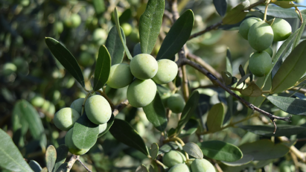 Blossom huile d'olive savon saponification a froid