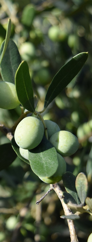 Blossom huile d'olive savon saponification a froid