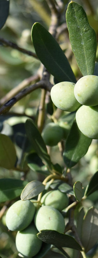 Blossom huile d'olive savon saponification a froid