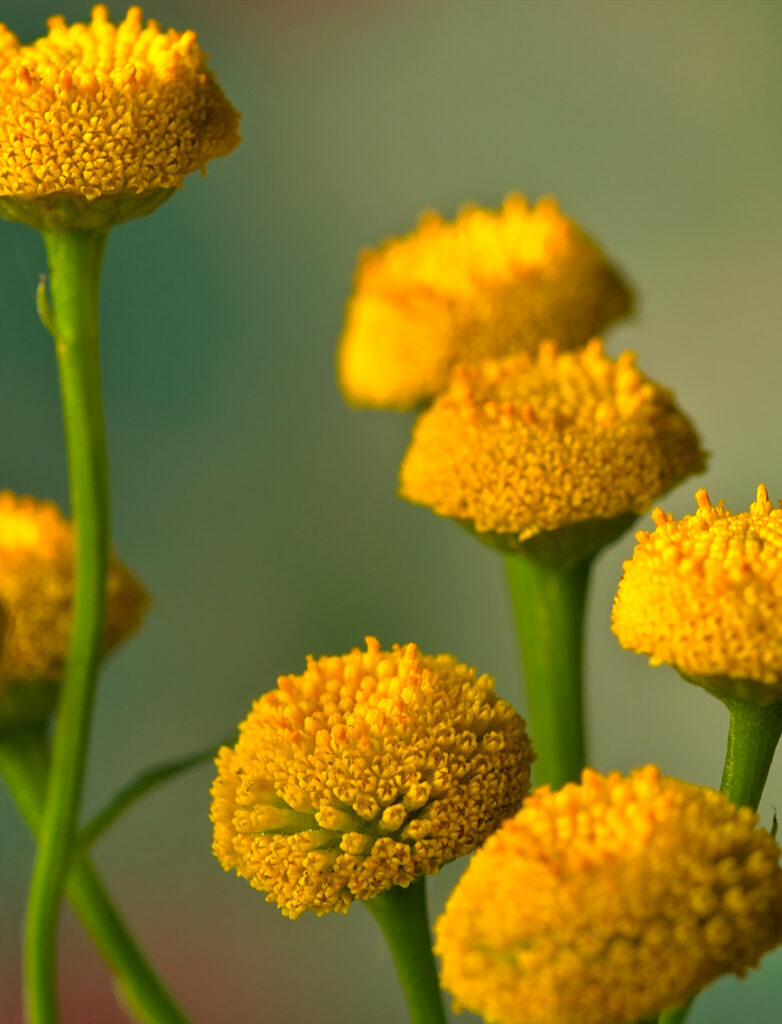 Détail de la plante médicinale Tanaisie Tanacetum-vulgare
