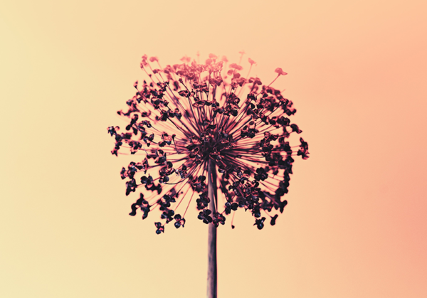 Blossom plante medicinale angelique officinale Angelica archangelica