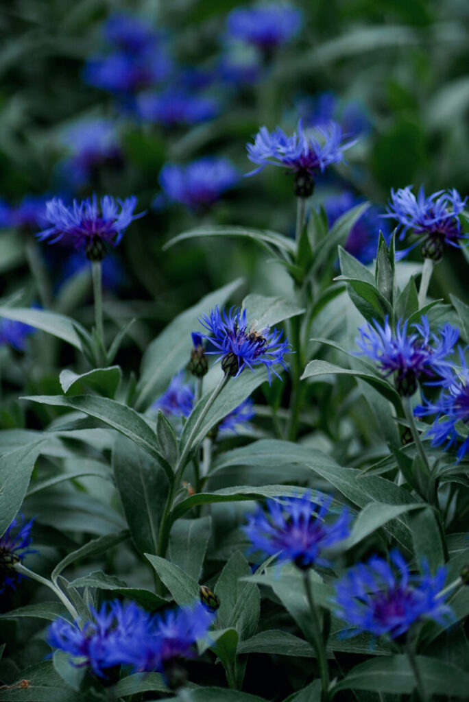 Blossom-Fleurs de bleuet-Centaurea cyanus