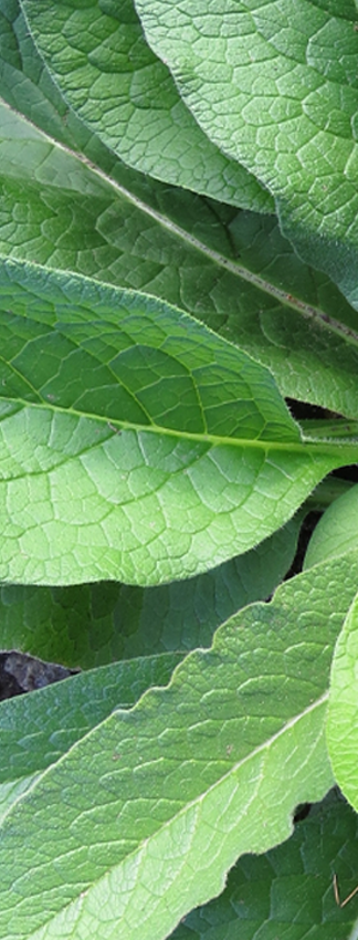 Consoude et plantes anti-inflammatoires