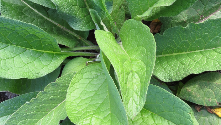 Symphytum officinale
