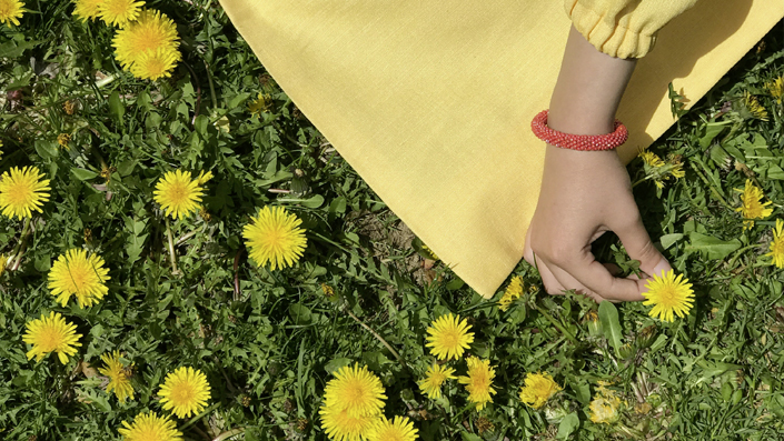 Blossom plantes drainantes. Taraxacum officinale Pissenlit