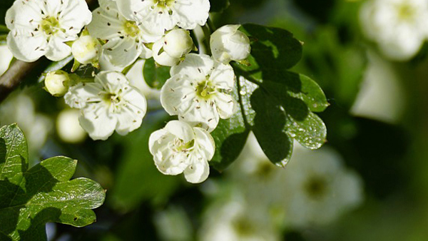 Aubépine