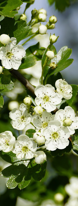Crataegus monogyna