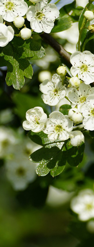 Aubépine Crataegus monogyna