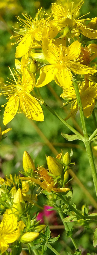 Hypericum perforatum