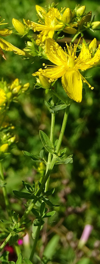 Hypericum perforatum