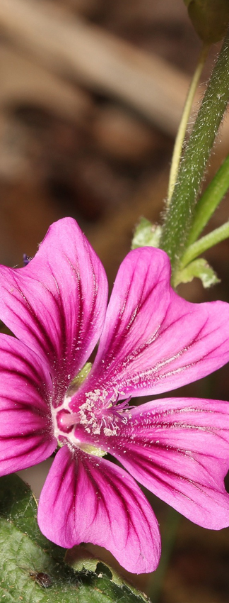 Mauve