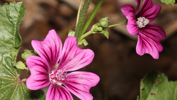 Mauve