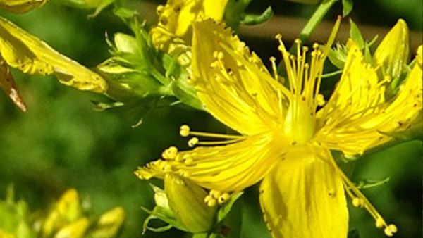 Millepertuis
