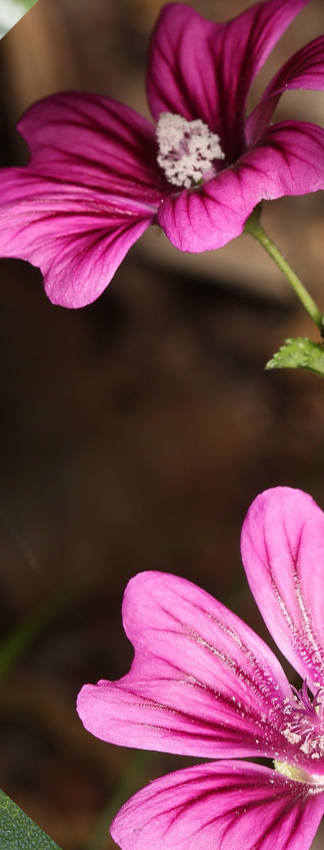 Malva sylestris